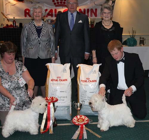 (Left)Dog Of The Year CH Gilbri Town Tease & (Right) CH Tomlyndon Spoilt Rotten