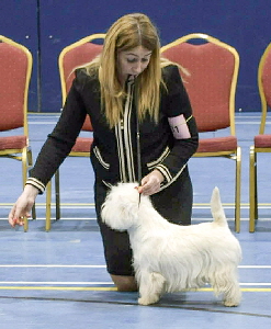 1st Junior Dog Smash Star Bucks