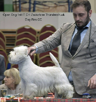 1st Open Dog IT Ch Zackshine Thunderstruck 2