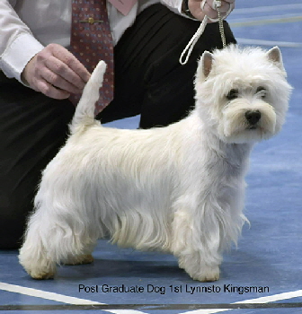 1st Post Graduate Dog Lynnsto Kingsman