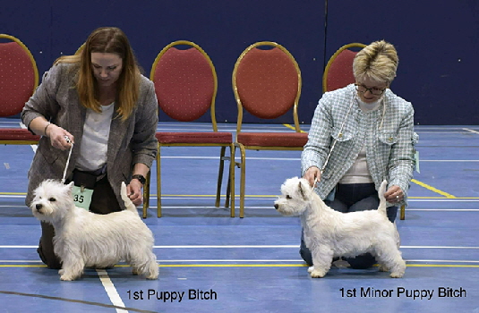 1st Puppy Bitch and 1st Minor Puppy Bitch