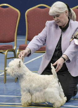 1st Veteran Dog or Bitch Otto The Maverick Prince