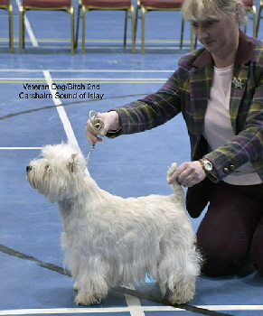 2nd Veteran Dog or Bitch Carshairn Sound Of Islay