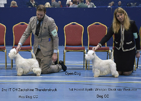 2nd and 1st Open Dog