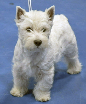 Baby Puppy dog or Bitch Hopecharm November Storm