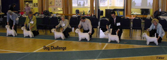 Dog Challenge2