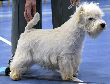 Graduate Dog 1st Ashgate Falkirk