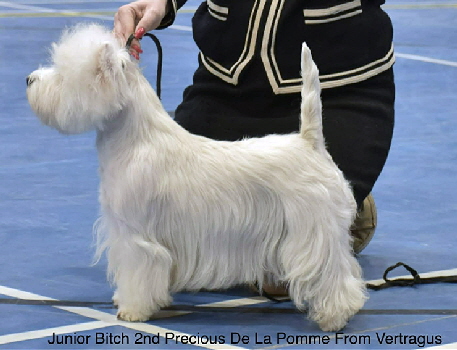 Junior Bitch 2nd Precious De La Pomme From Vertragus 2