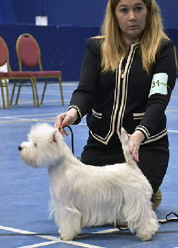 Junior Bitch 2nd Precious De La Pomme From Vertragus3