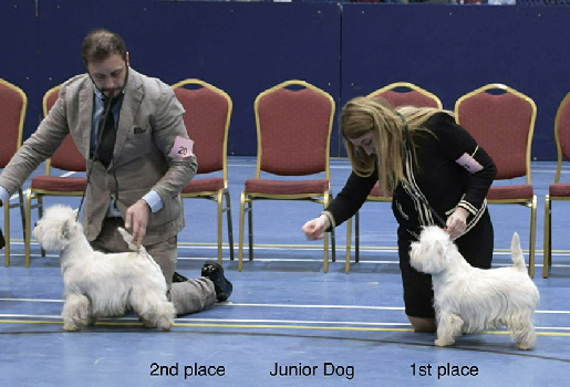 Junior Dog 2nd and 1st