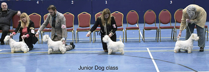 Junior Dog Class