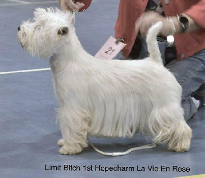 Limit Bitch 1st Hopecharm La Vie En Rose3