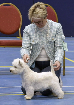 Minor Puppy Bitch 1st Lynnsto Veni Vidi Vici 4