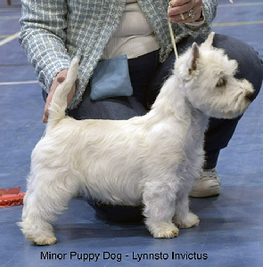 Minor Puppy Dog 1st Lynnsto Invictus