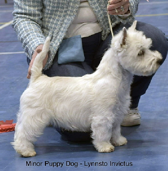 Minor Puppy Dog 1st Lynnsto Invictus