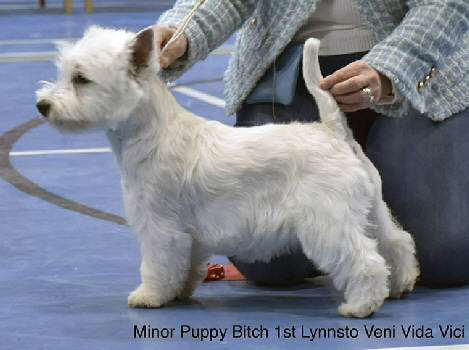Mionr Puppy Bitch 1st Lynnsto Veni Vidi Vici 2