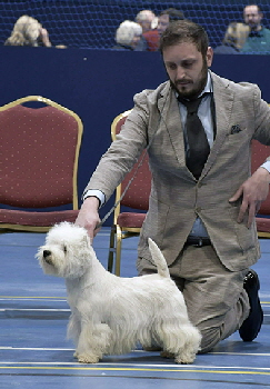 Open Dog 2nd IT Ch Zackshine Thunderstruck