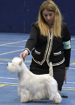 Open Dog and Best In Show