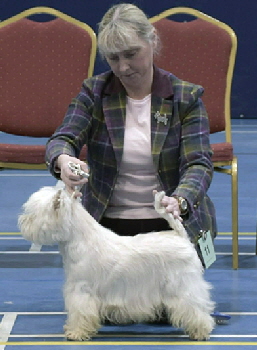 Post Graduate Bitch 1st Dalskairth Braemar Belle (2)