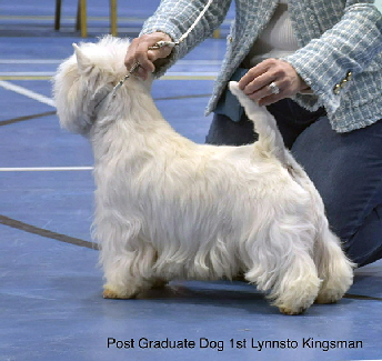 Post Graduate Dog 1st Lynnsto Kingsman