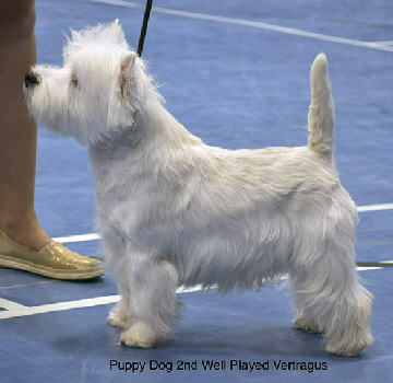 Puppy Dog 2nd Well Played Vertragus