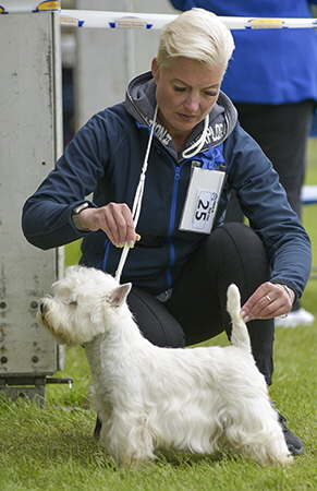 1st GD - HARVEY BALTOJI AURORA AT CHERRYLEAGUE 1st GD - HARVEY BALTOJI AURORA AT CHERRYLEAGUE