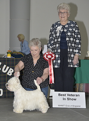 BVis- Ch Hillsted Sweet Whispers