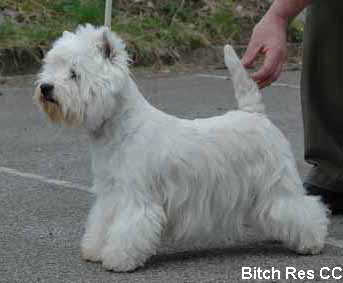 BitchResCCWeb02 BitchResCCWeb02