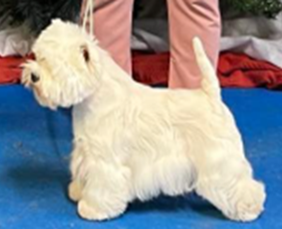 CH BURNEZE MAD ABOUT THE GIRL