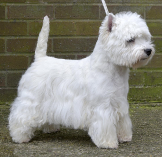 CH HILLSTED SWEET WHISPERS1