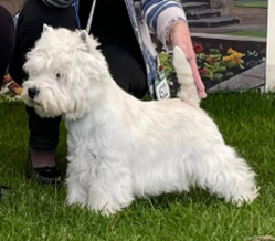 CH KRISMA FINE FETTLE