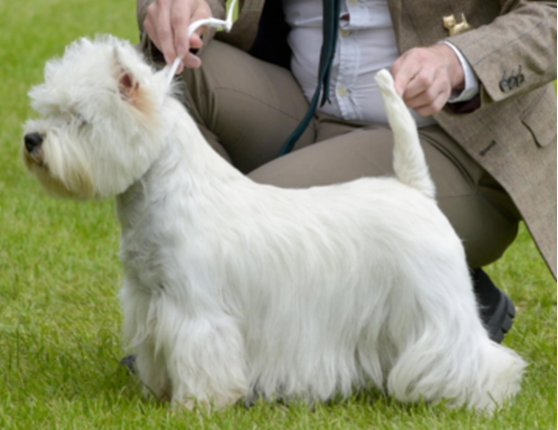 CH LIZANDYCRIS THE NEW HOPE AT NOSSIMP1