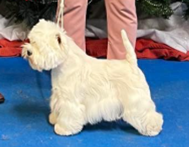 CHAMPION BURNEZE MAD ABOUT THE GIRL