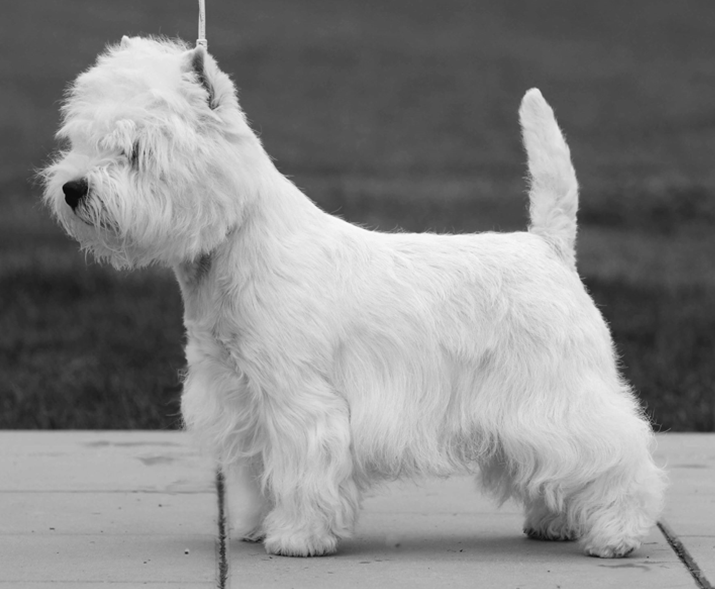 CHAMPION KRISMA JUMP START