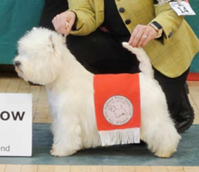 CHAMPION PHOENIX SUPERBIA LYNNSTO