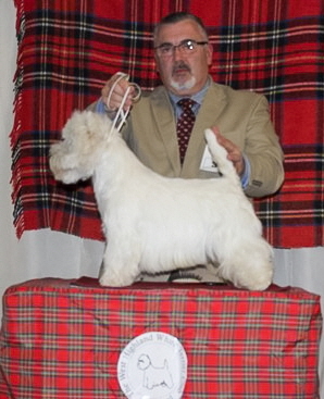 COMDALE JOHNNY JUNIOR_crop COMDALE JOHNNY JUNIOR_crop