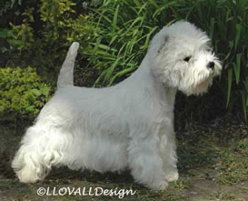 Ch Ashgate Amarillis Ch Ashgate Amarillis