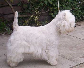 Ch Clanestar Cloud Dancer Ch Clanestar Cloud Dancer