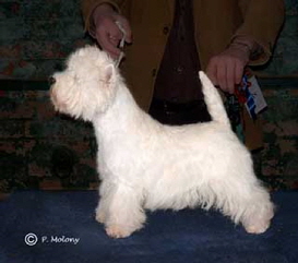 Ch Killynether Kimiko Ch Killynether Kimiko