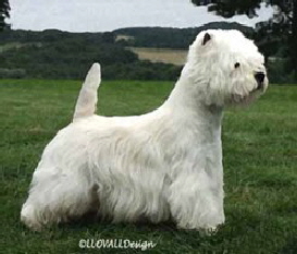 Ch Kimgarwyn Alco Ch Kimgarwyn Alco