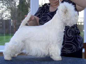 Ch Lamsmore Neave2 Ch Lamsmore Neave2