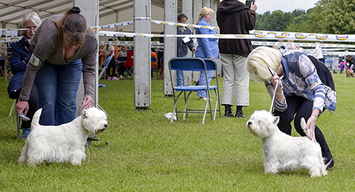 Dog Challenge3 Dog Challenge3