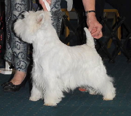 Duskhunter Team Spirit