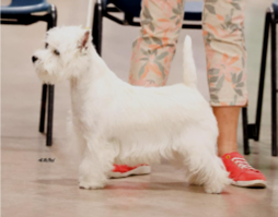 HOPECHARM BRIGHT ANGEL