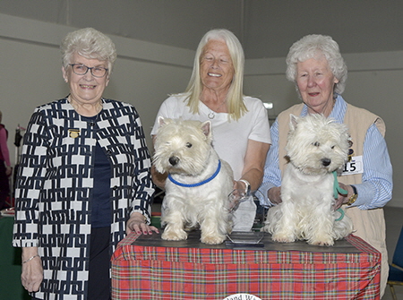 Hopecharm Prince Harry1