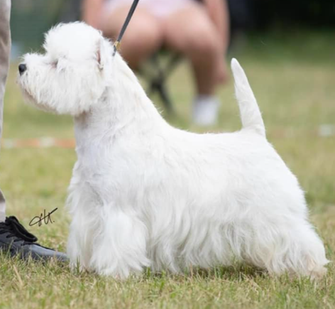 ITALIAN-UK CHAMPION ZACKSHINE HIGH TECHNOLOGY
