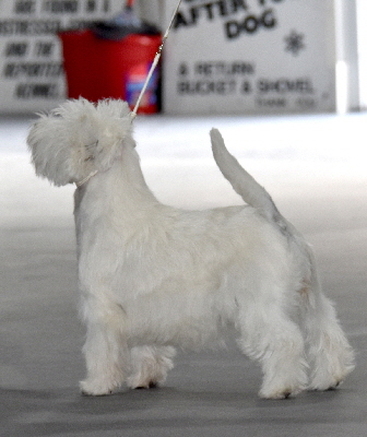 MPB-Karamynd Hot Foot To Kingsview