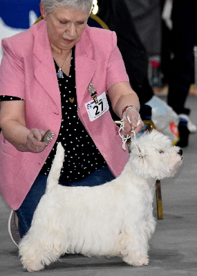 OB-Ch Hillsted Sweet Destiny