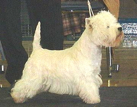 Rus.Ir.UK Ch Markstown Mr Havasu Rus.Ir.UK Ch Markstown Mr Havasu