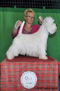 SOMETHING SPECIAL SUPERBIA LYNNSTO SOMETHING SPECIAL SUPERBIA LYNNSTO